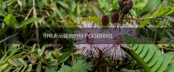 引号表示强调的句子(实用50句),第1张
