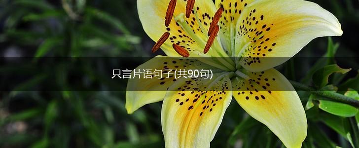 只言片语句子(共90句),第1张