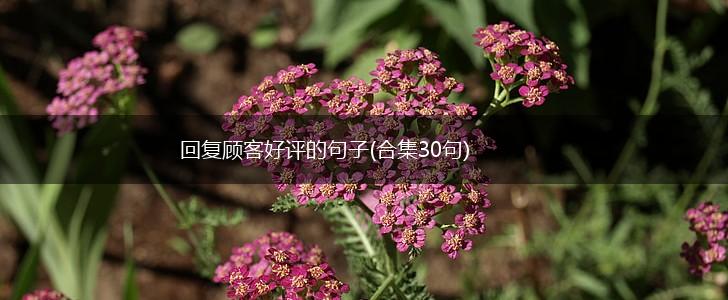 回复顾客好评的句子(合集30句),第1张