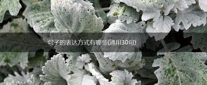 句子的表达方式有哪些(通用30句),第1张