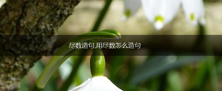 尽数造句,用尽数怎么造句,第1张