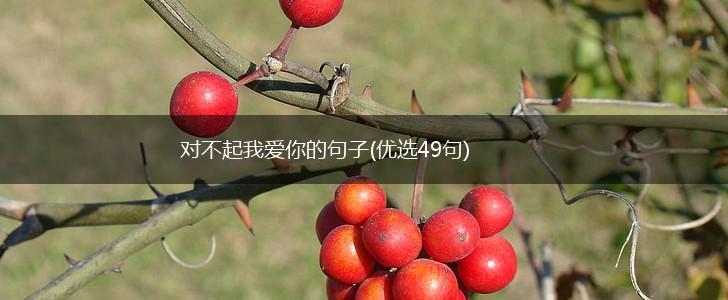 对不起我爱你的句子(优选49句),第1张