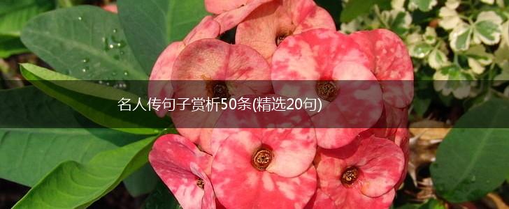 名人传句子赏析50条(精选20句),第1张