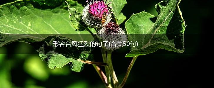 形容台风猛烈的句子(合集50句),第1张