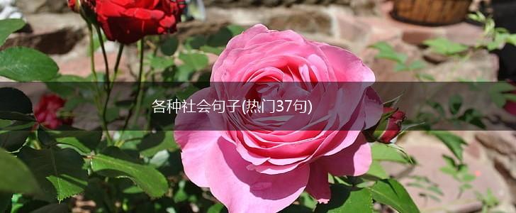 各种社会句子(热门37句),第1张