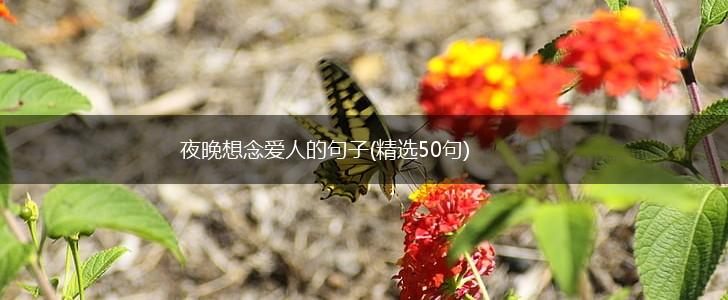 夜晚想念爱人的句子(精选50句),第1张