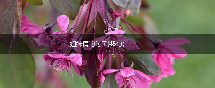 姐妹情的句子(45句),第1张