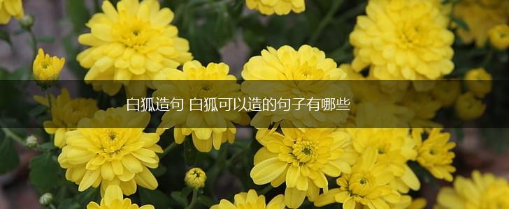 白狐造句 白狐可以造的句子有哪些,第1张