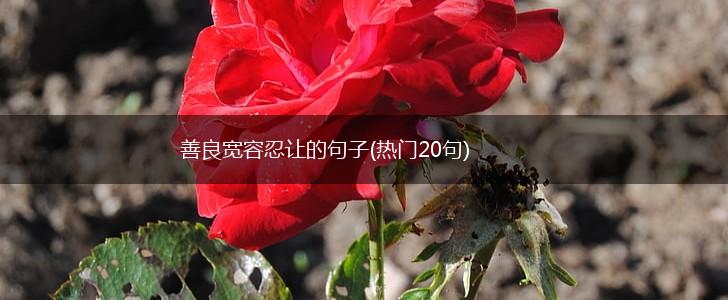 善良宽容忍让的句子(热门20句),第1张
