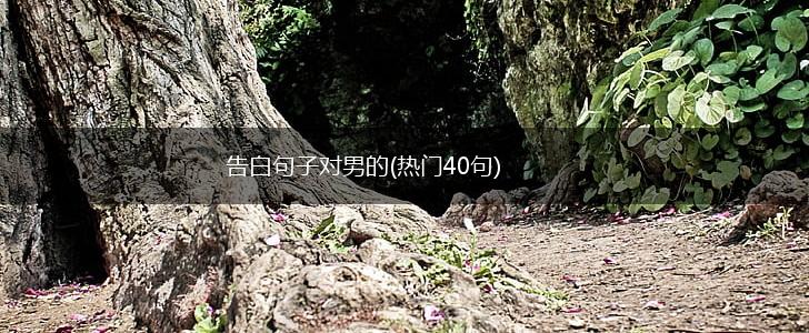 告白句子对男的(热门40句),第1张