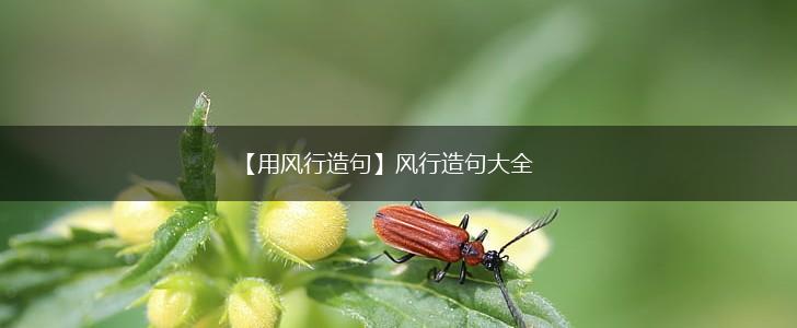 【用风行造句】风行造句大全,第1张