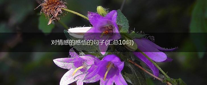 对情感的感悟的句子(汇总10句),第1张
