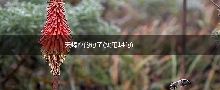 天蝎座的句子(实用14句),第1张