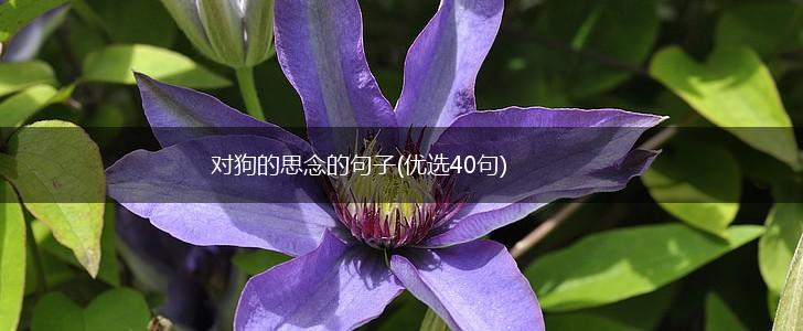 对狗的思念的句子(优选40句),第1张