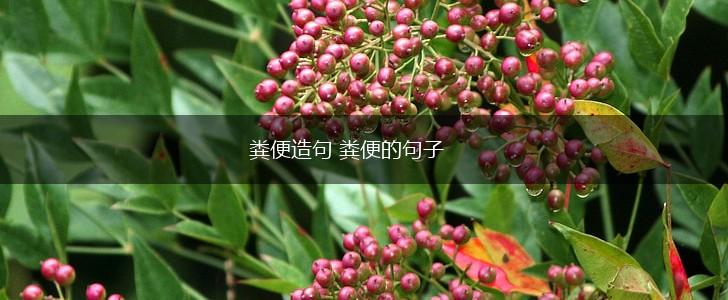 粪便造句 粪便的句子,第1张