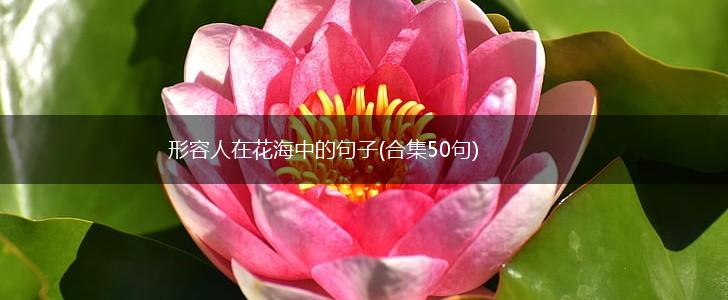 形容人在花海中的句子(合集50句),第1张