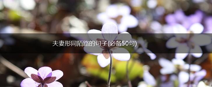 夫妻形同陌路的句子(必备50句),第1张