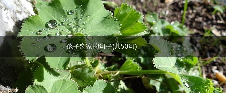 孩子离家的句子(共50句),第1张