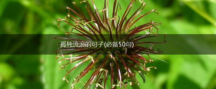 孤独流浪的句子(必备50句),第1张