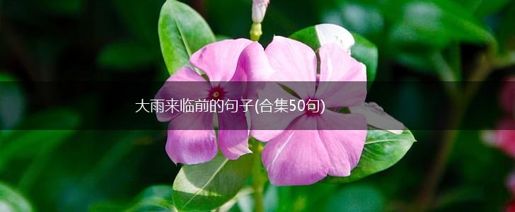 大雨来临前的句子(合集50句),第1张