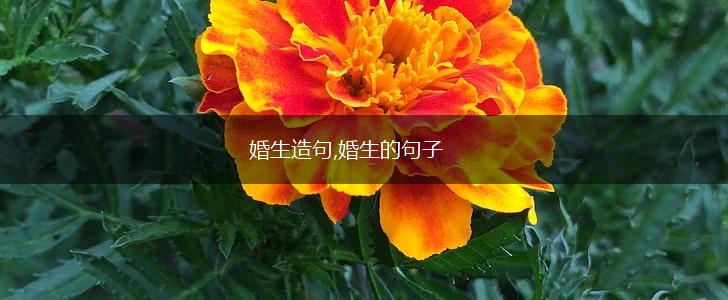 婚生造句,婚生的句子,第1张