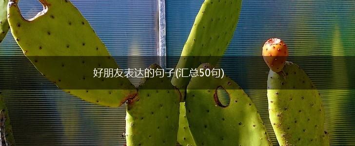 好朋友表达的句子(汇总50句),第1张