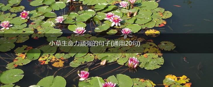 小草生命力顽强的句子(通用20句),第1张