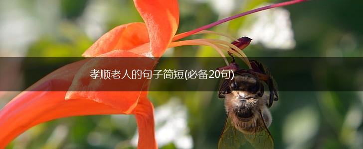 孝顺老人的句子简短(必备20句),第1张