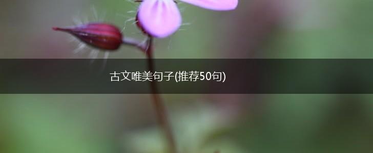 古文唯美句子(推荐50句),第1张