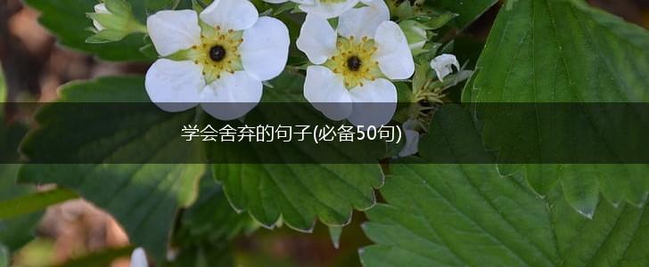 学会舍弃的句子(必备50句),第1张