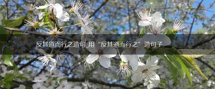 反其道而行之造句_用“反其道而行之”造句子,第1张