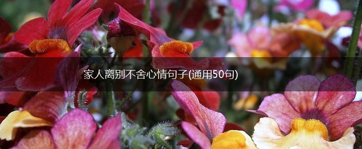 家人离别不舍心情句子(通用50句),第1张