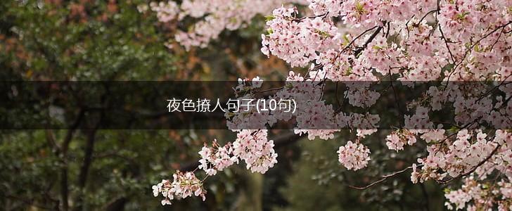 夜色撩人句子(10句),第1张