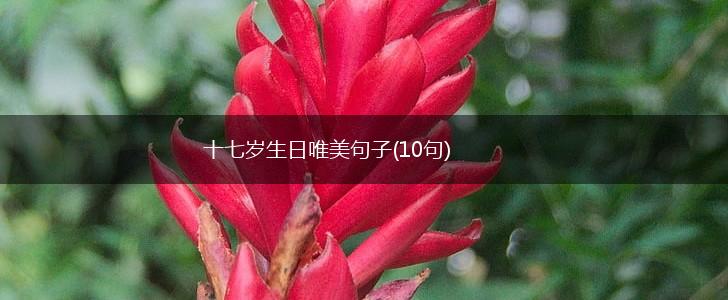 十七岁生日唯美句子(10句),第1张