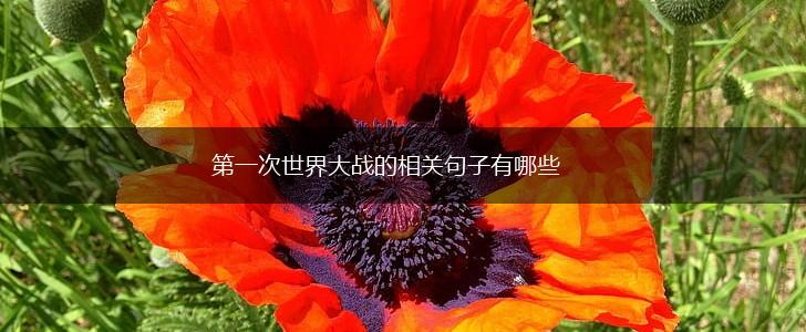 第一次世界大战的相关句子有哪些,第1张