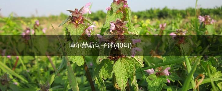 博尔赫斯句子迷(40句),第1张