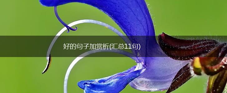 好的句子加赏析(汇总11句),第1张