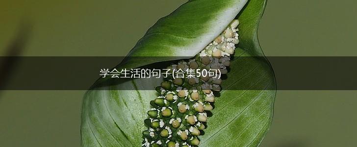 学会生活的句子(合集50句),第1张