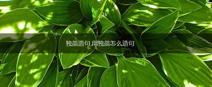 独苗造句,用独苗怎么造句,第1张