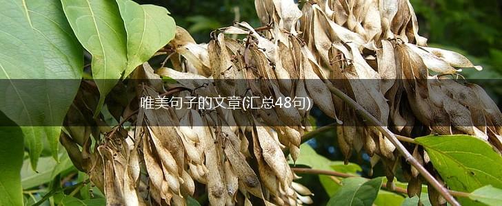 唯美句子的文章(汇总48句),第1张