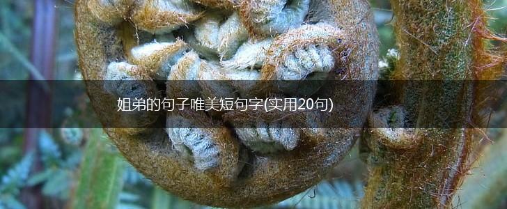 姐弟的句子唯美短句字(实用20句),第1张