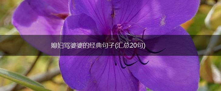 媳妇骂婆婆的经典句子(汇总20句),第1张