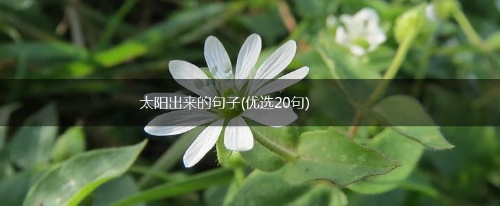 太阳出来的句子(优选20句),第1张