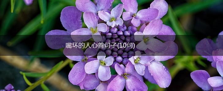 嘴坏的人心善句子(10句),第1张