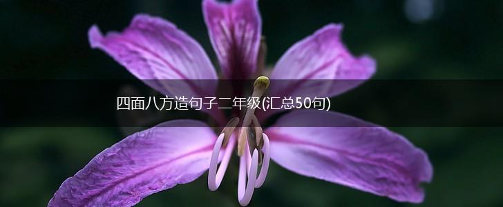 四面八方造句子二年级(汇总50句),第1张