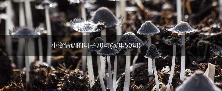 小资情调的句子70句(实用50句),第1张
