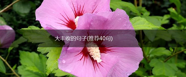 大丰收的句子(推荐40句),第1张