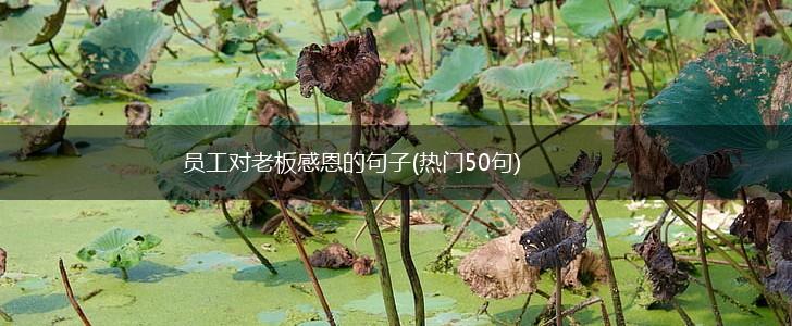 员工对老板感恩的句子(热门50句),第1张