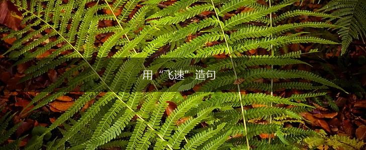 用“飞速”造句,第1张
