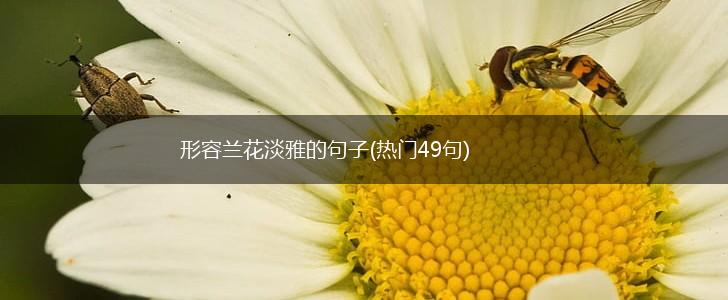 形容兰花淡雅的句子(热门49句),第1张